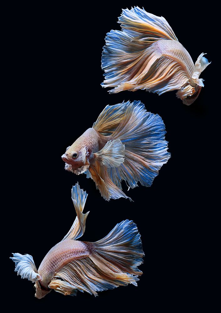 Beauty Of Betta