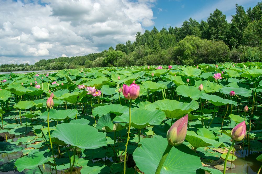 Цветение лотосов