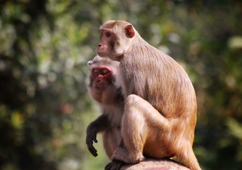 Animal's in a relationship
