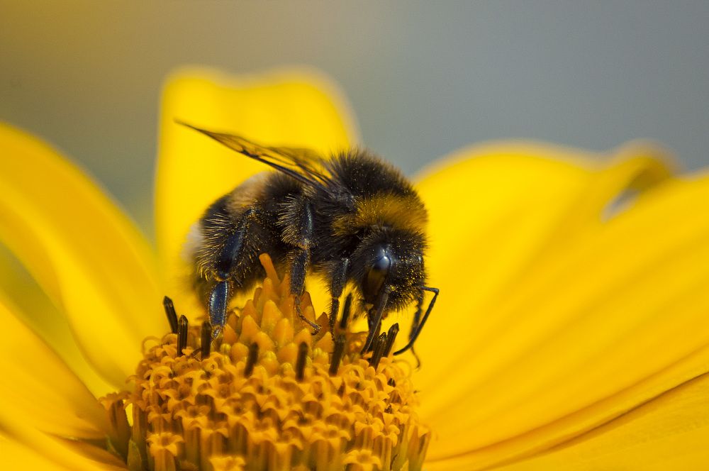 За трапезой.