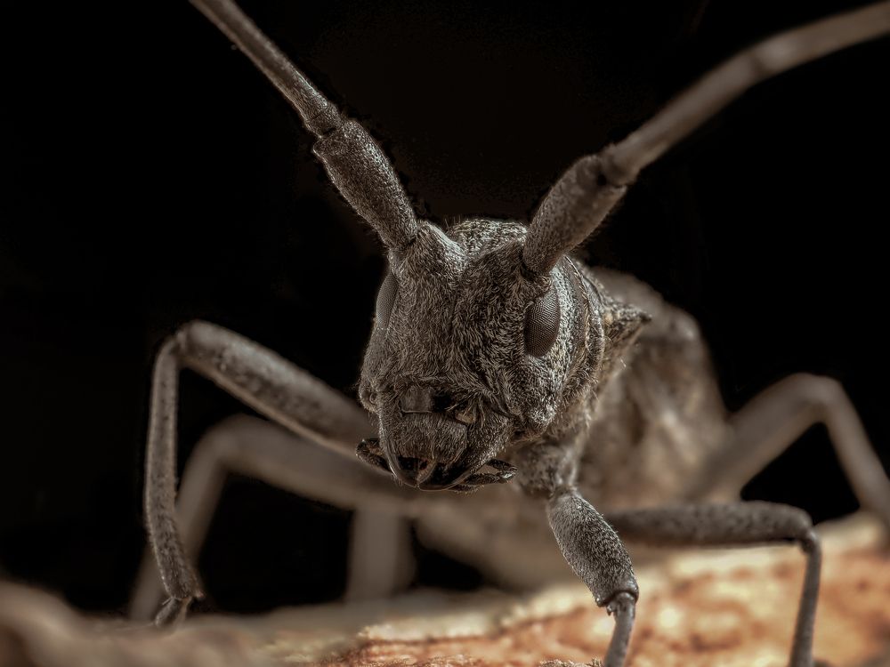 Большой еловый усач