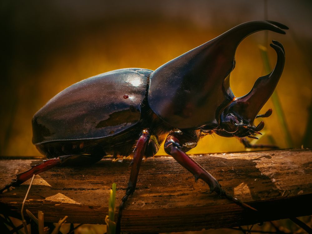 Xylotrupes Gideon, Коричневый жук-носорог, Brown rhinoceros beetle  