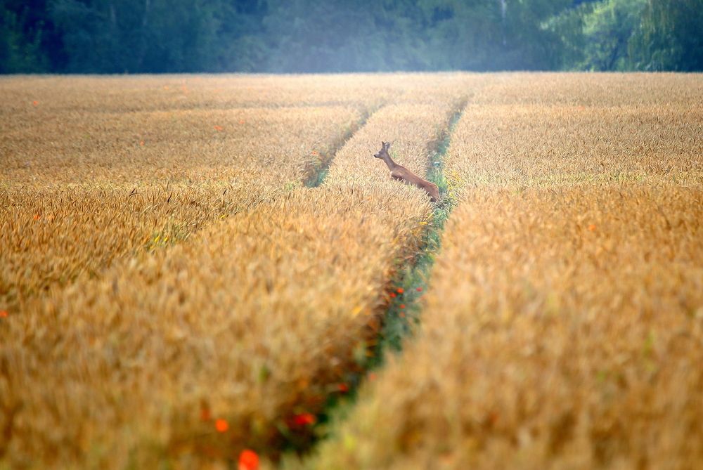 на крыльях любви