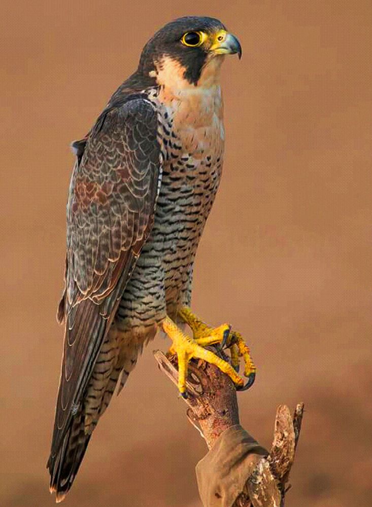 fastest bird in the earth Peregrine falcoN