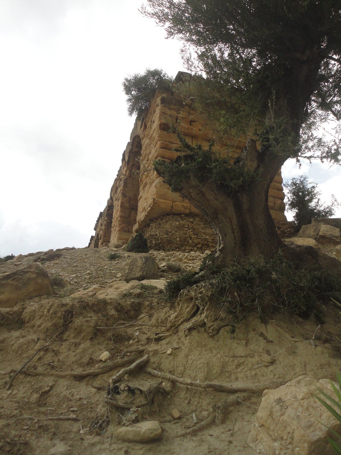 roots & roots