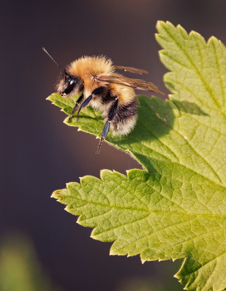 Верхом на листе с антенной в голове )))