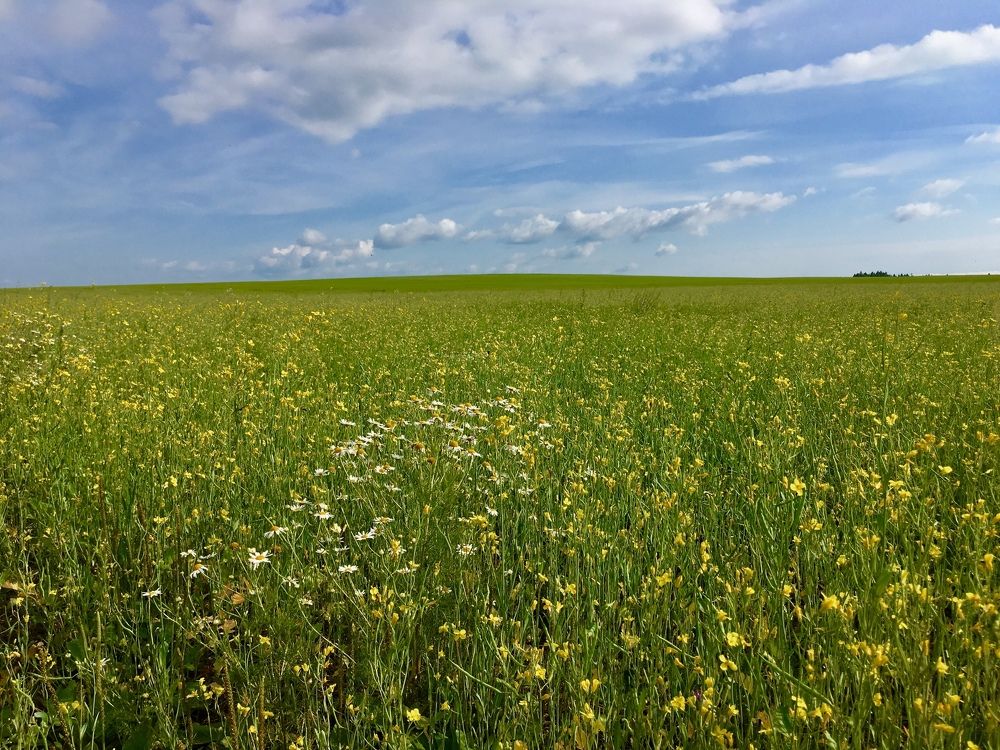 Зеленый океан