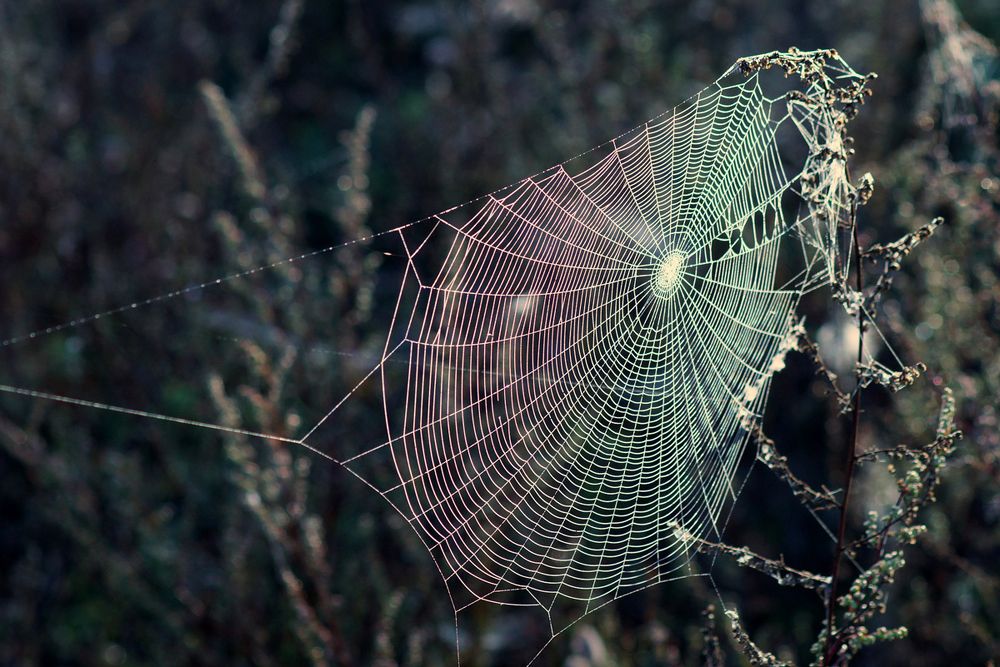 Паутинка...