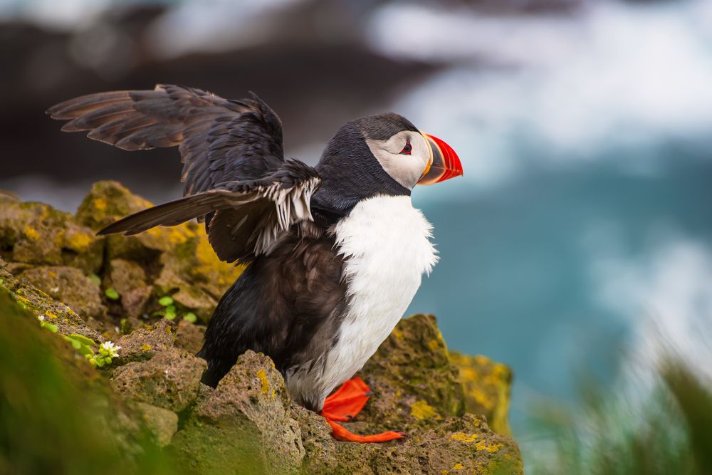 Atlantic puffin