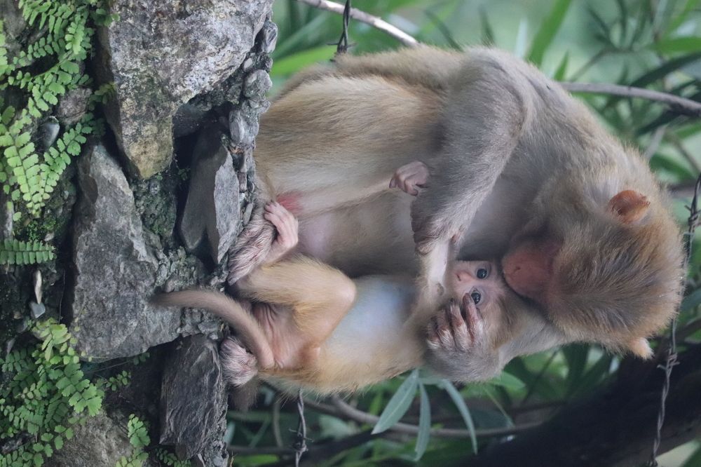 Mother's love
