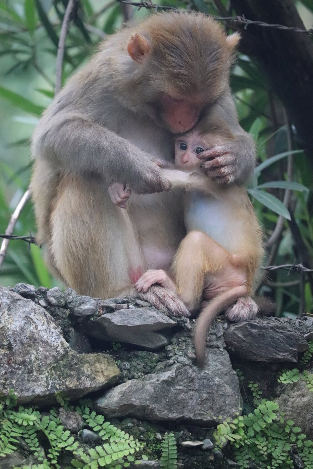Mother's love