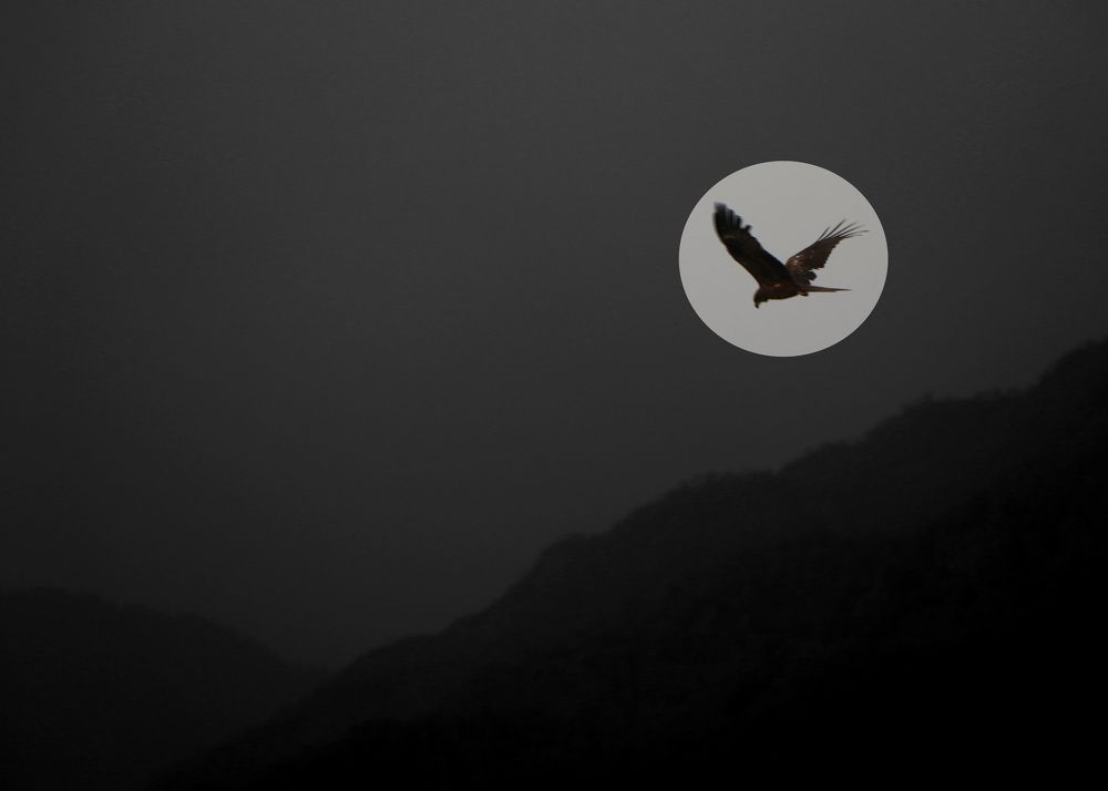 black kite and the beautiful moon