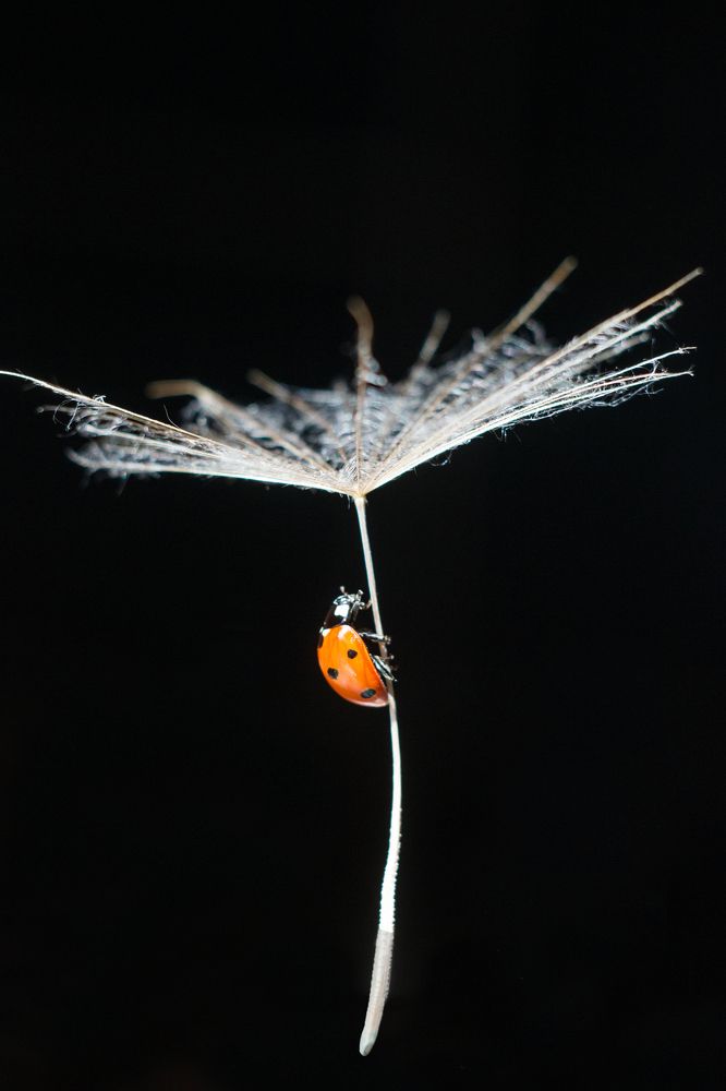 Мэри Поппинс, до свидания!