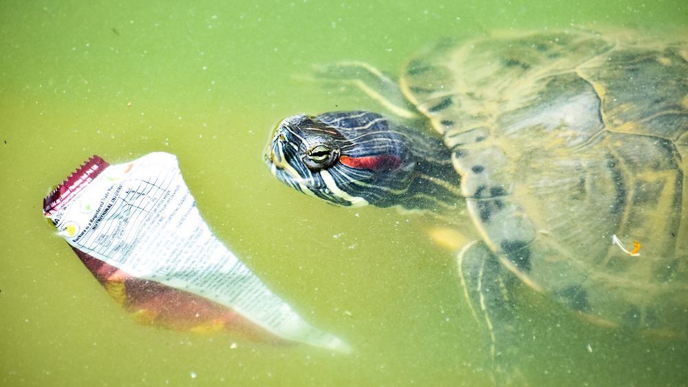 Red eared slider