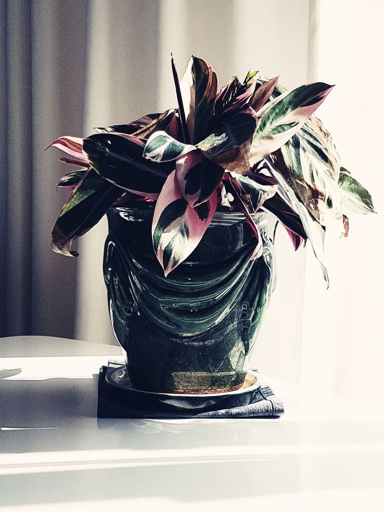 Цветок в горшке