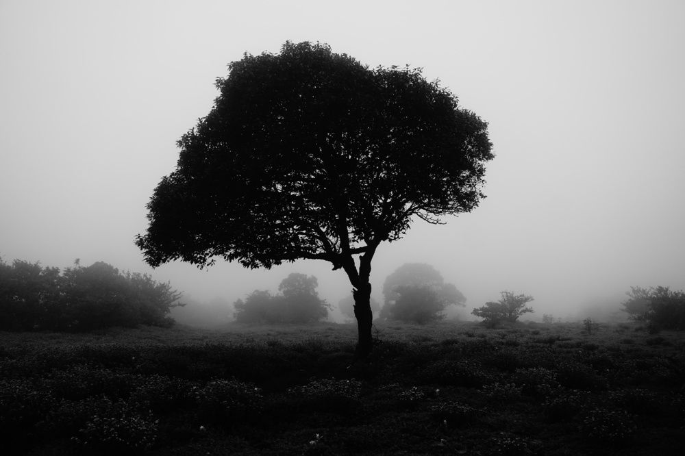 Morning Mist and Tree