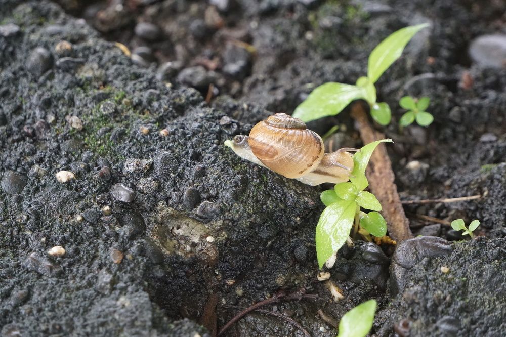 Unique Snail
