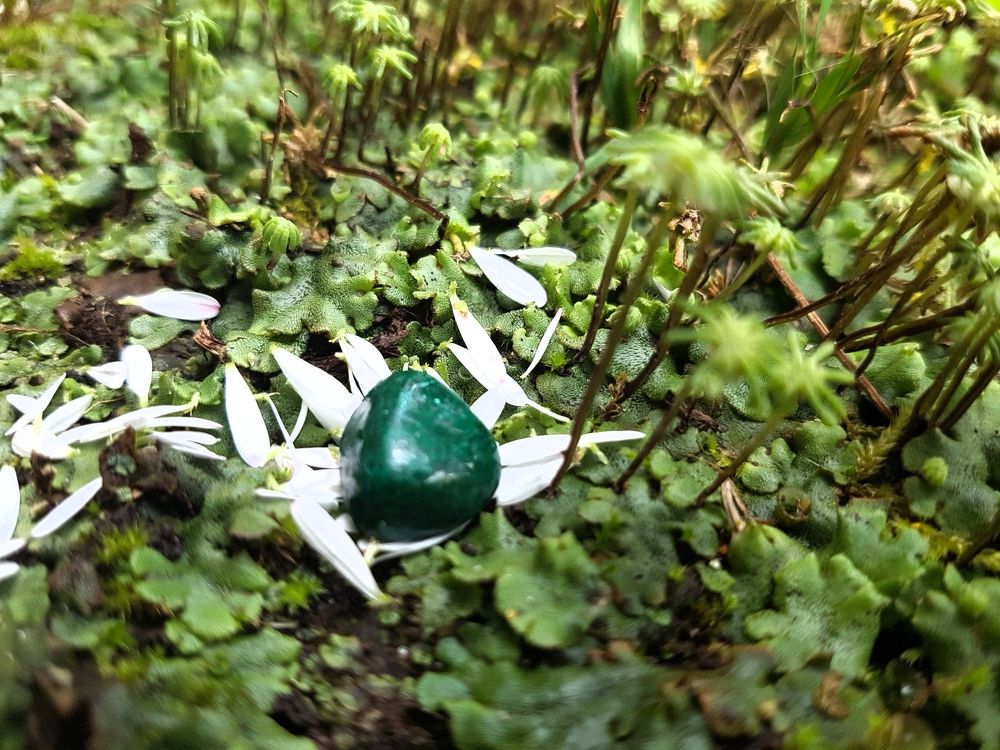 сокровище леса