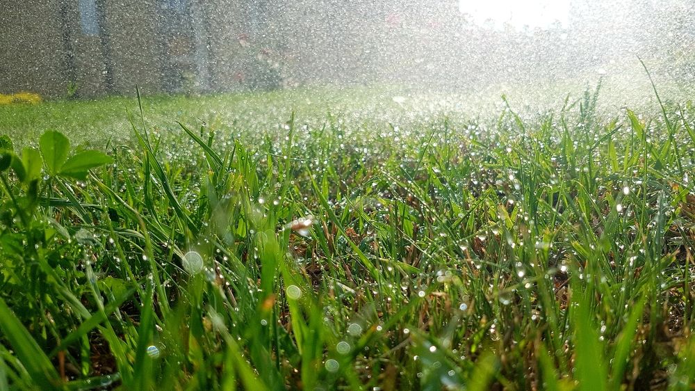 Трава после дождя