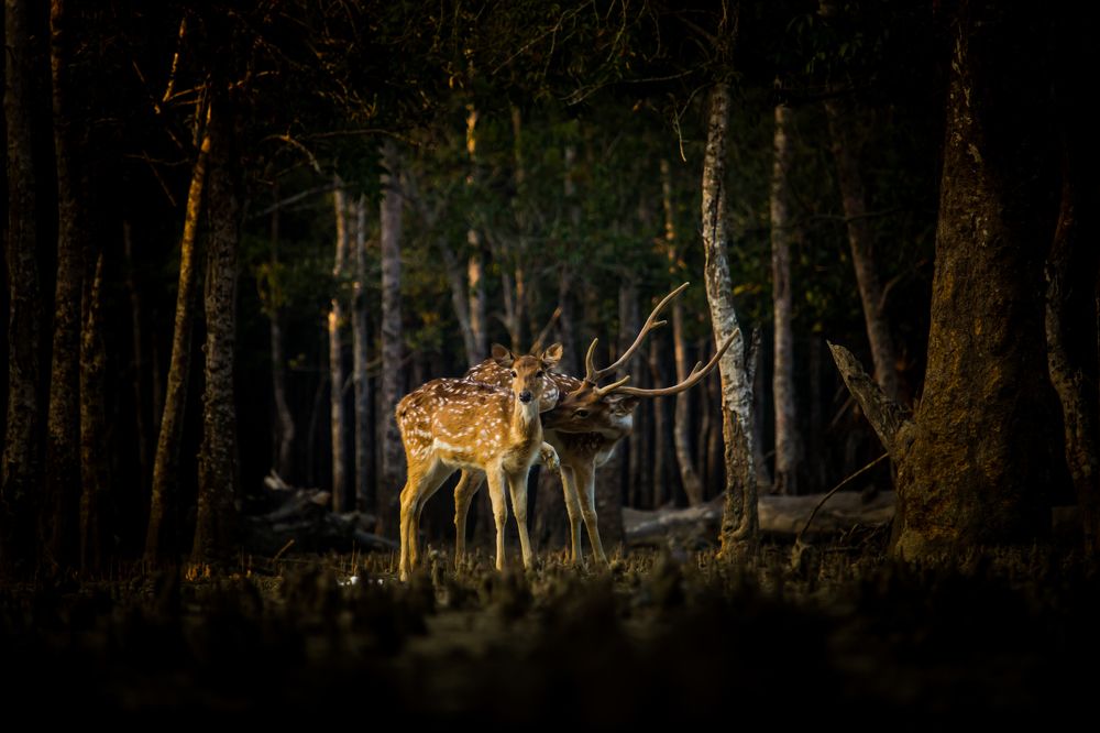 deers in forest