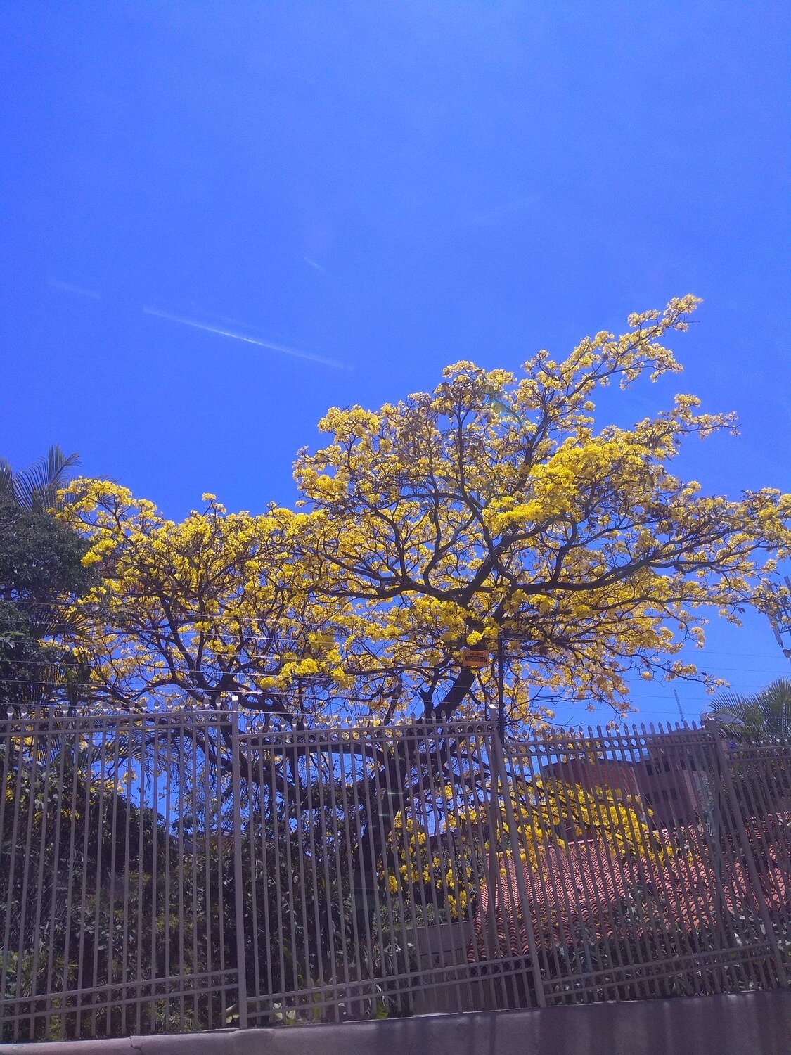 "Araguaney on blue"