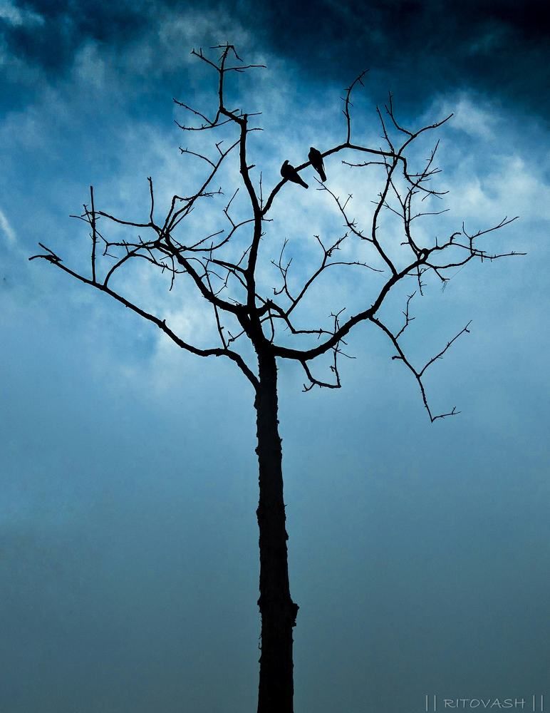 Live in a tree