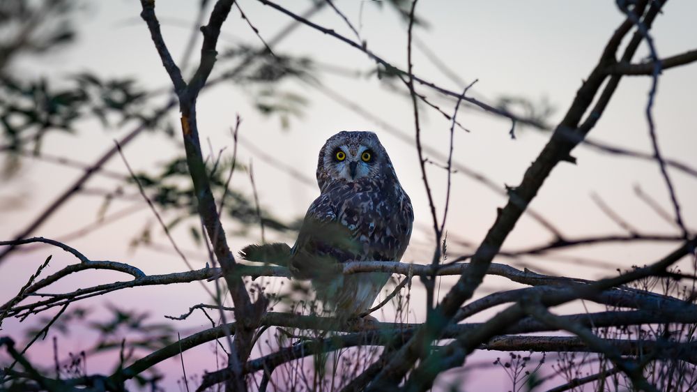 Photograph by Алексей Петров