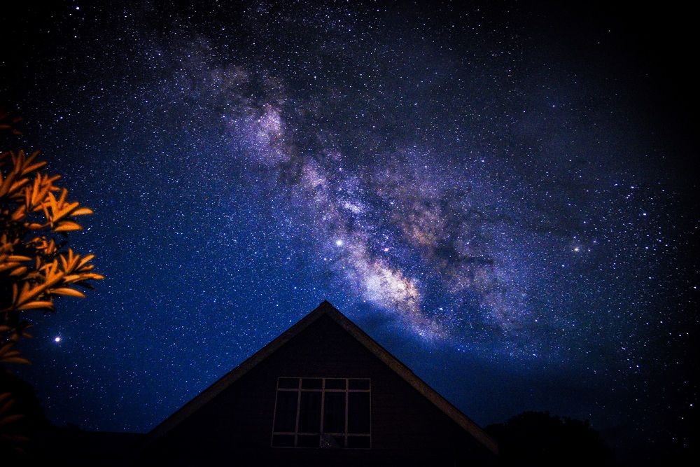 Rhododendron & The Milky Way