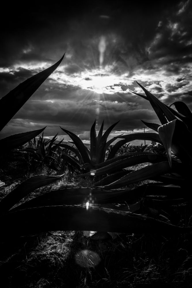 Fuente de Elixir Divino -Source of Divine Elixir