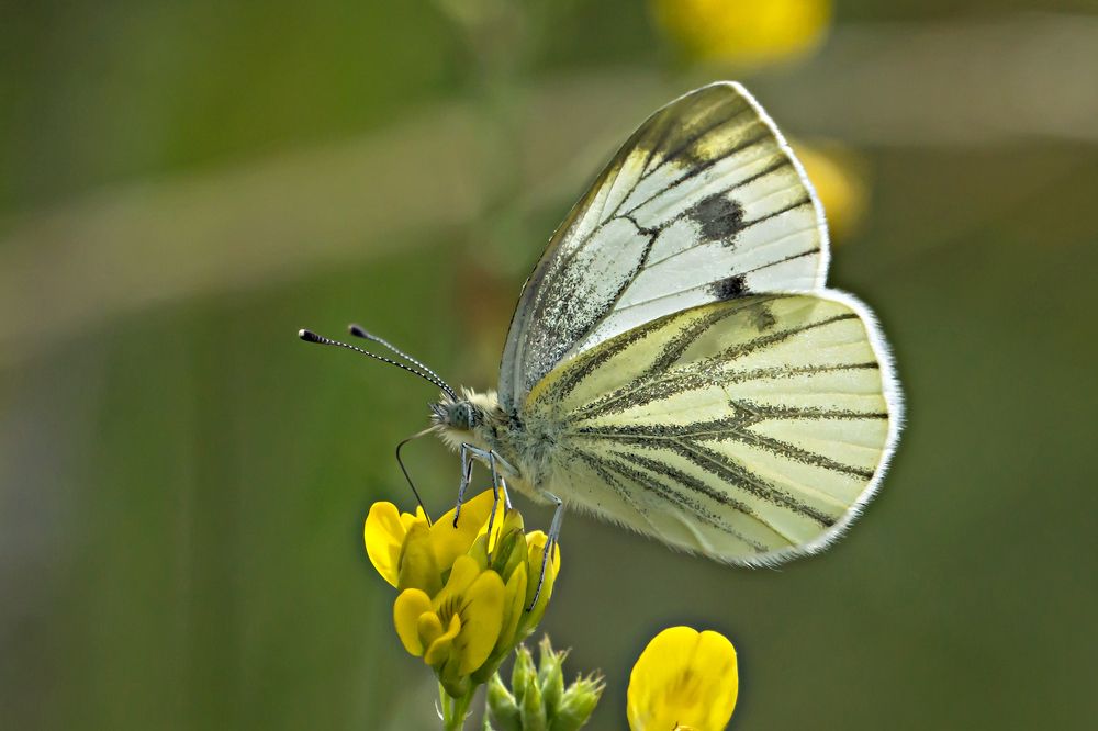 Photograph by Viktor Makarov