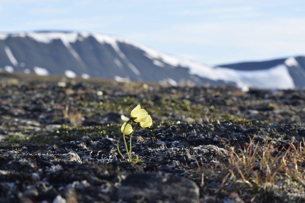 полярный мак
