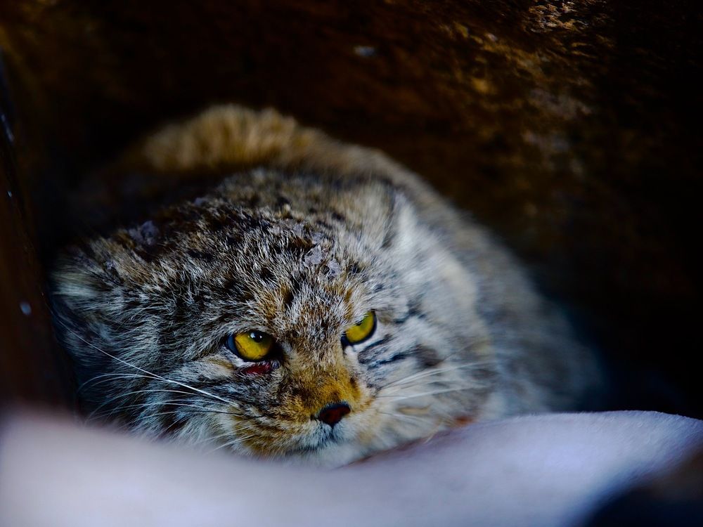 шрамы украшают мужчину :)