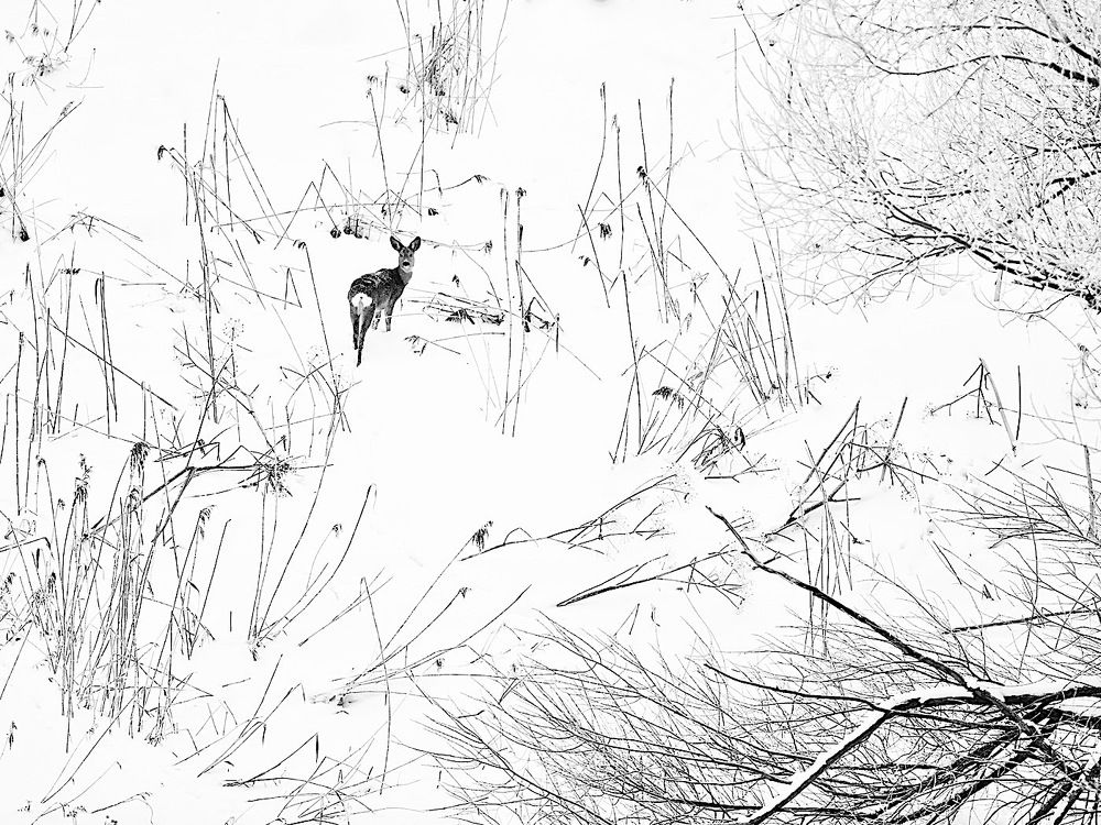 контрасты января