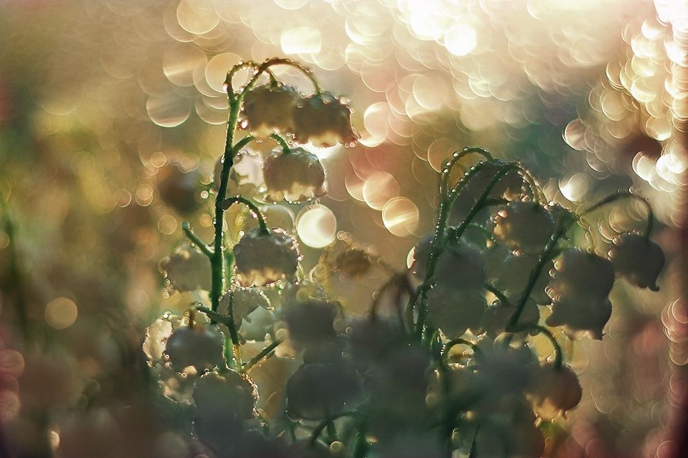 Ландышевый закат