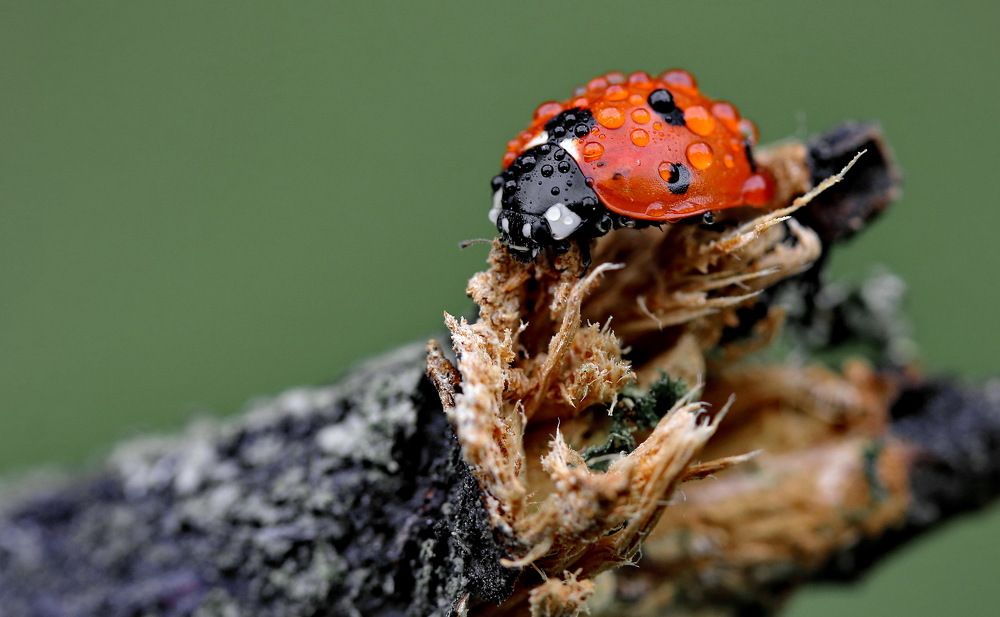 Photograph by Игорь Осипов