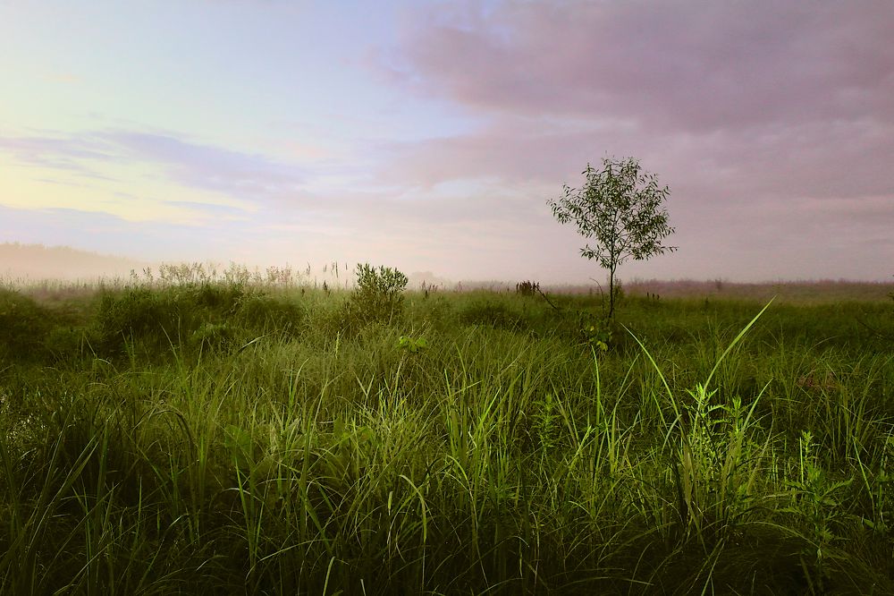 В поле.После грозы