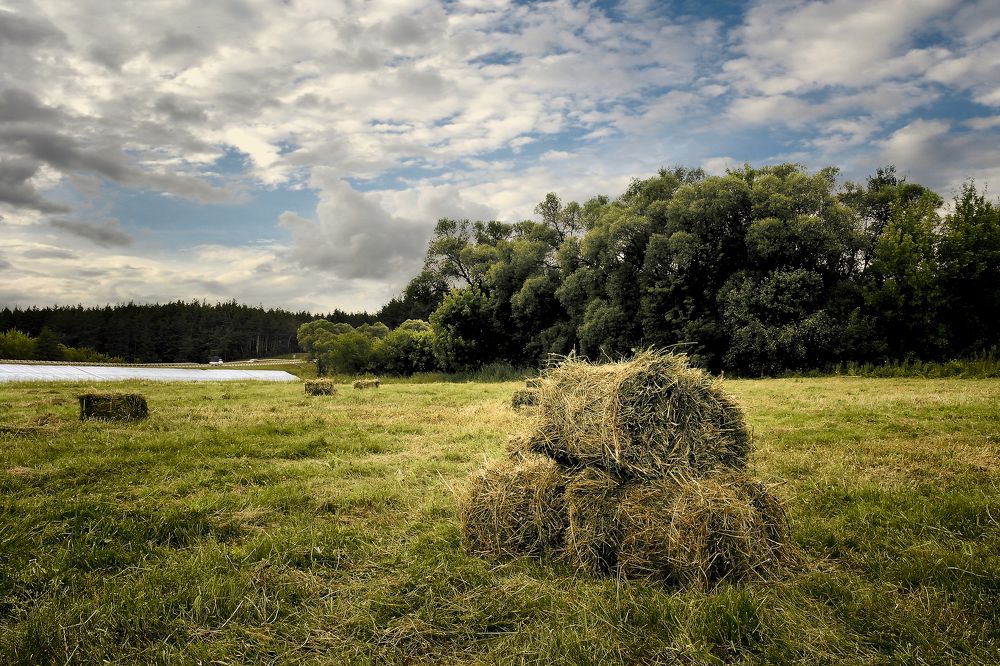 Вечер.Сено на лугу