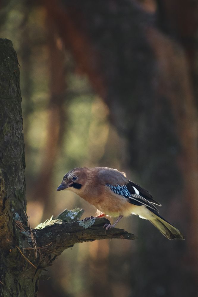 Сойка в утреннем лесу