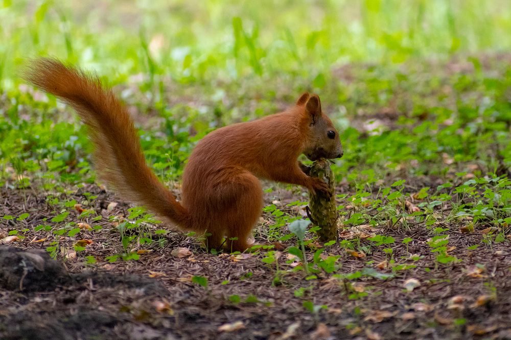 Белка и шишка