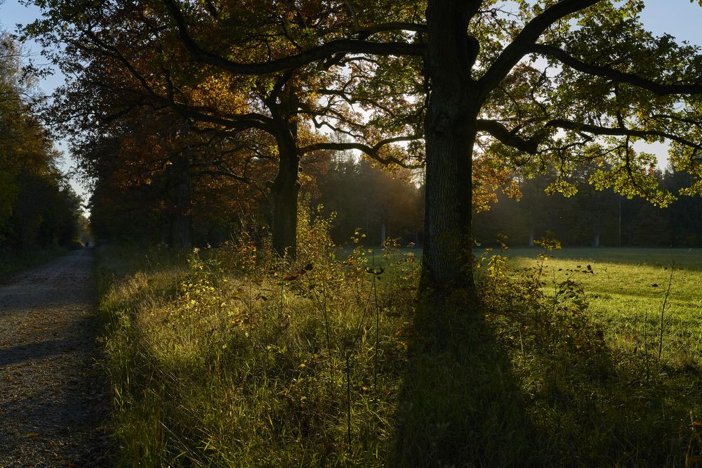 Forest in the vicinity of Munich. Sunset in the forest.