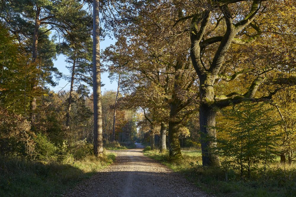 The road in the forest in the vicinity of Munich