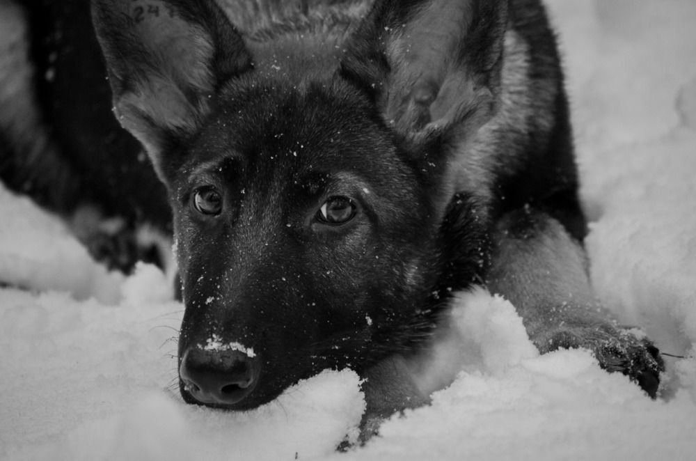 Преданность