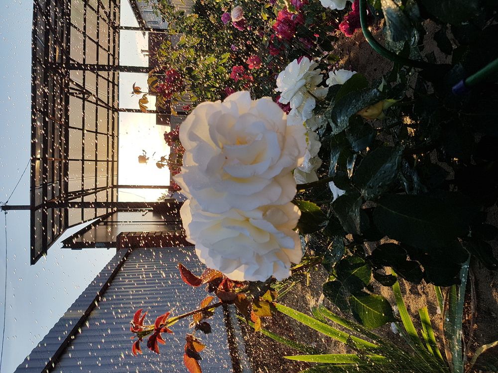 роза под дождем