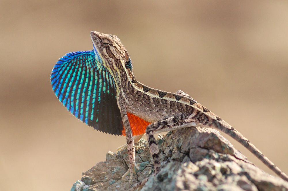 Fan Throated Lizard (Male)