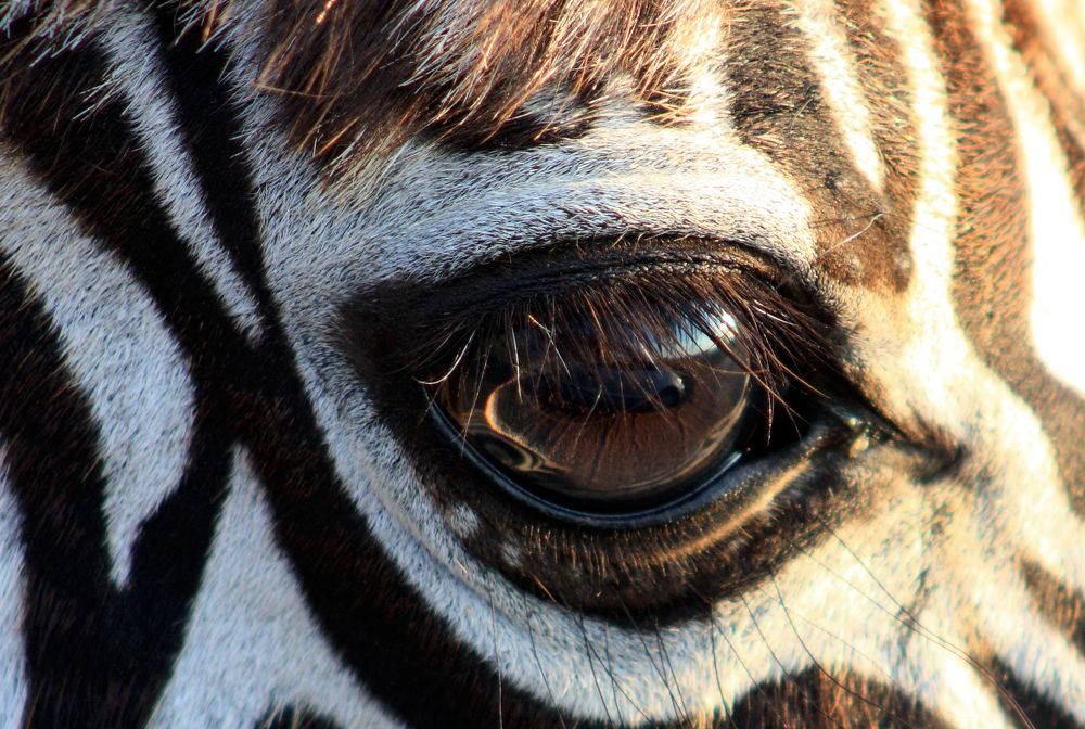 My reflection in your eye