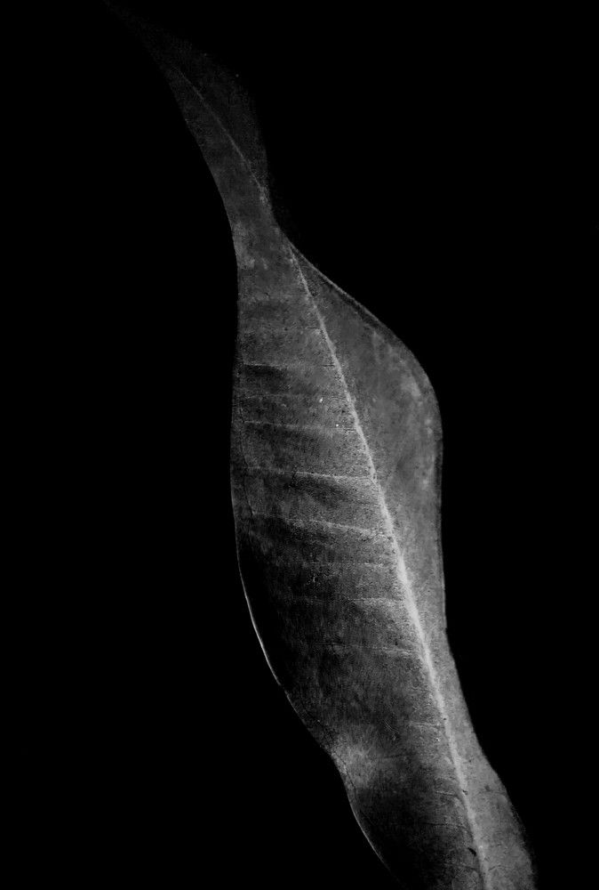 Leaf