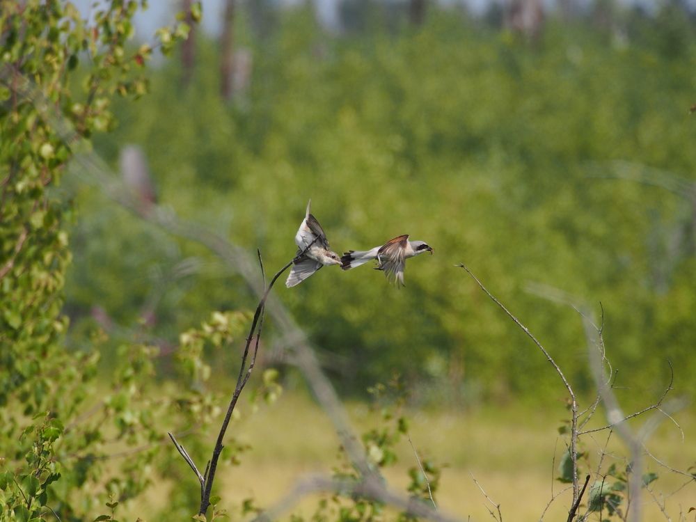 Два Жулана на ветке