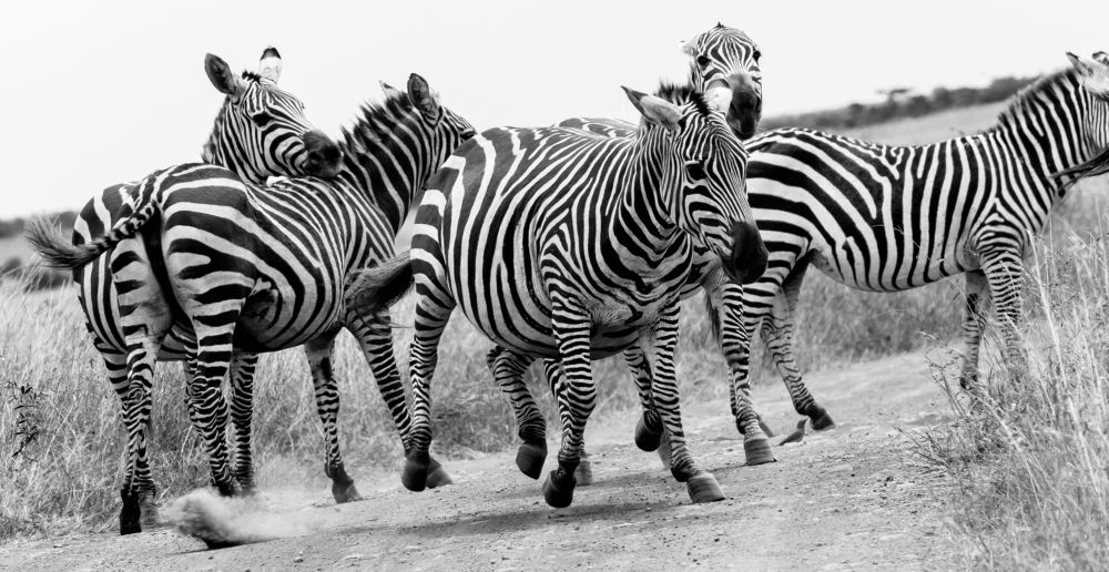 playfull zebras