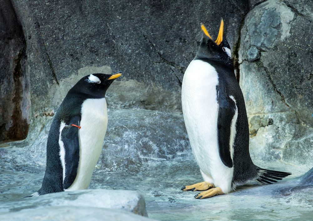 Папуанские пингвины