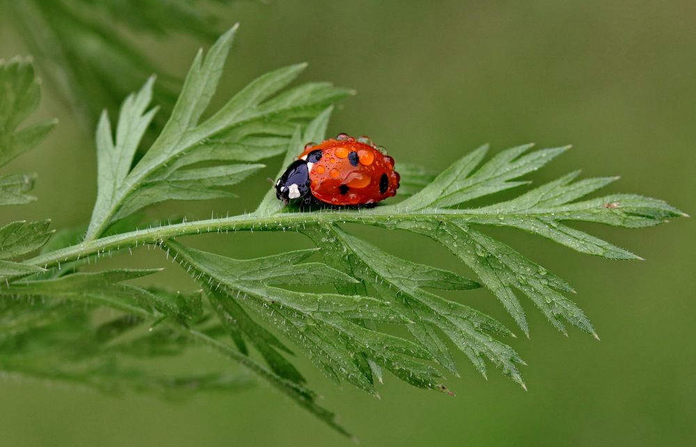 Photograph by Игорь Осипов